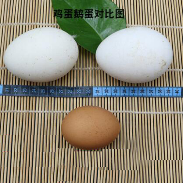 鹅蛋 4枚/盒