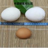 鹅蛋 4枚/盒