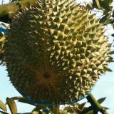 猫山王榴莲 10kg