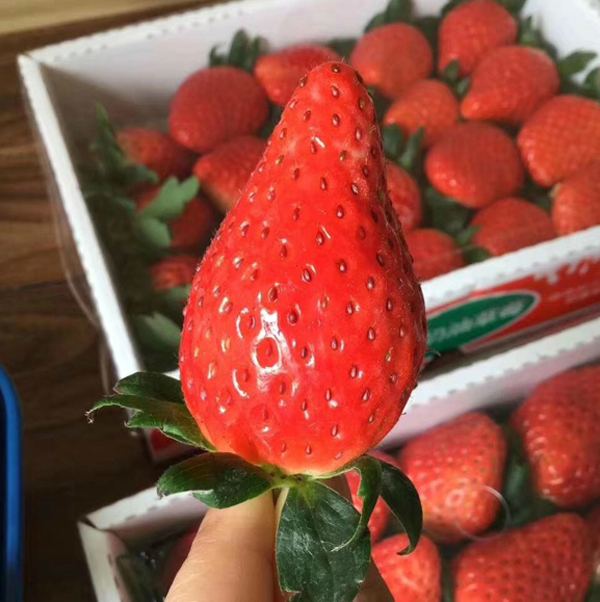 草莓1.7kg ×2