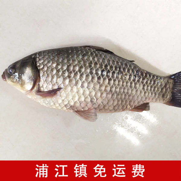 居家 河鲫鱼 约500g