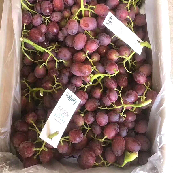 红提 4.75kg