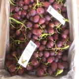 红提 4.75kg