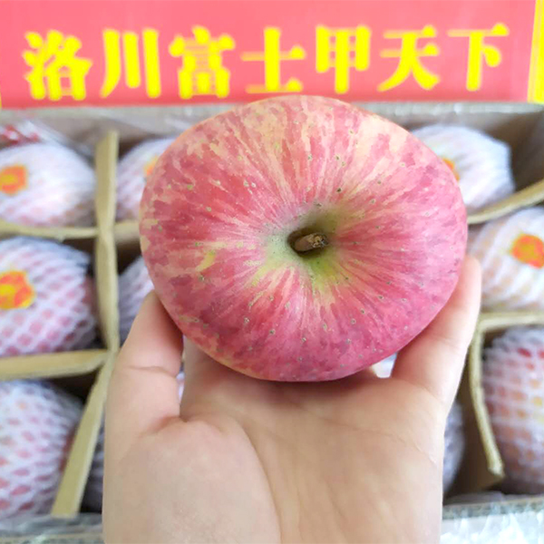 洛川苹果整箱装 7kg