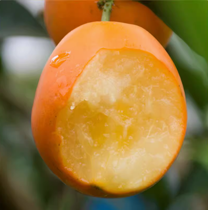 脆蜜金柑 1.5kg