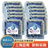 基地蓝莓（18+） 125gx12小盒