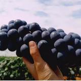 蓝莓葡萄 1.25kg