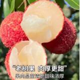 无核荔枝 1.5kg