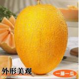 金蛋蜜瓜 4kg