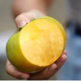 太秋脆柿 9个装