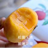 太秋脆柿 9个装