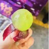 富士峰葡萄 2.7kg