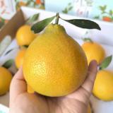 红美人礼盒 基地资产 9-12个装