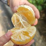 红美人礼盒 基地资产 9-12个装