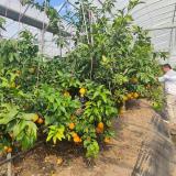 红美人礼盒 基地资产 9-12个装