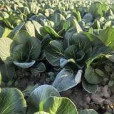 霜打矮脚青青菜 3斤