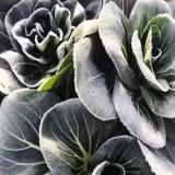 霜打矮脚青青菜 5斤