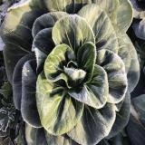 霜打矮脚青青菜 5斤