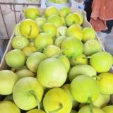 马连庄甜瓜 1.5kg