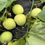 马连庄甜瓜 1.5kg