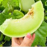 南汇甜瓜 2只装