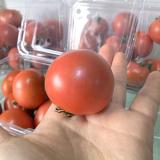 双拼小番茄 龙珠/春香 4斤