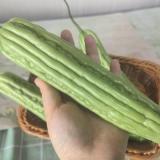 苦瓜 1斤