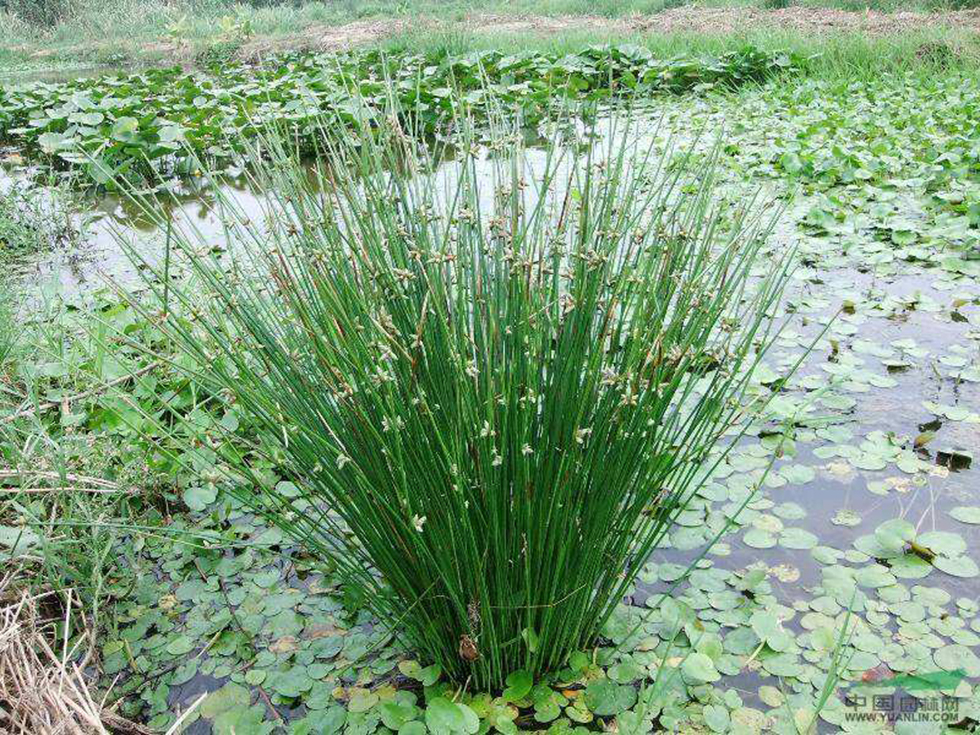荸荠500g